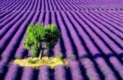 LavenderFarm&Tree