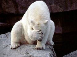 polar_bear_failure