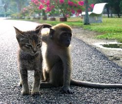 kitten-monkey