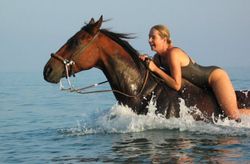 Swimming-with-horses